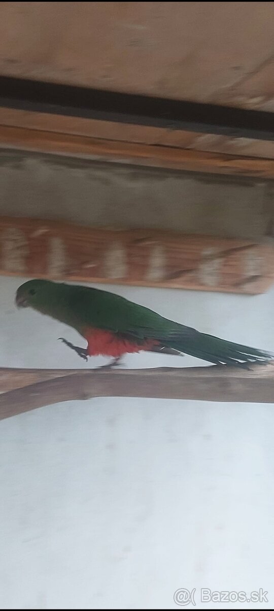 Papagaj kralovsky - 6