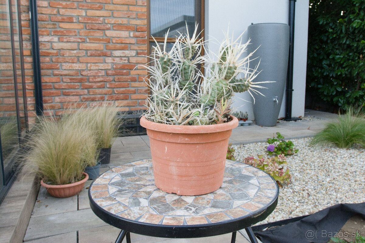 Predám kaktusy - 6