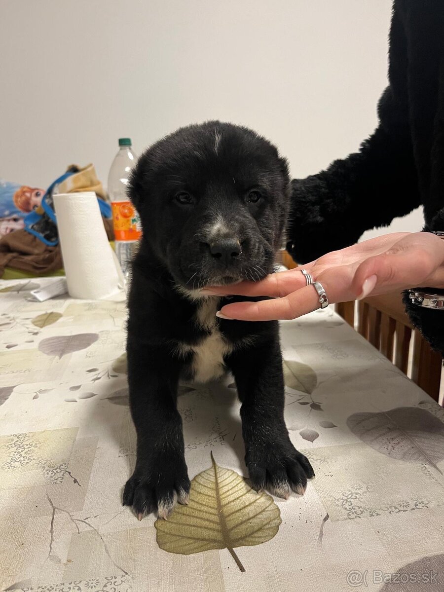 Stredoázijský ovčiak SAO - 6