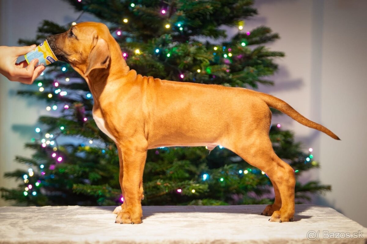 Rhodesian Ridgeback - 6