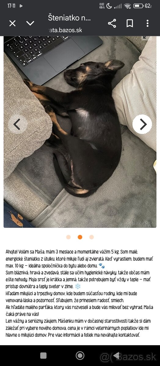Hľadám psíka šteniatko do bytu - 6