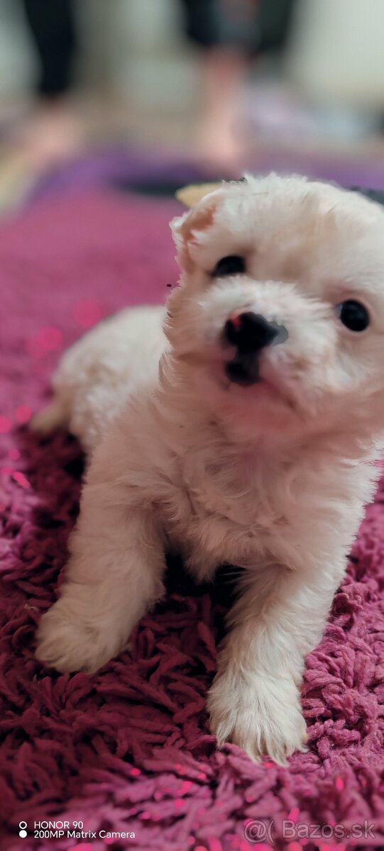 BIEWER Yorkshire Mini - 6