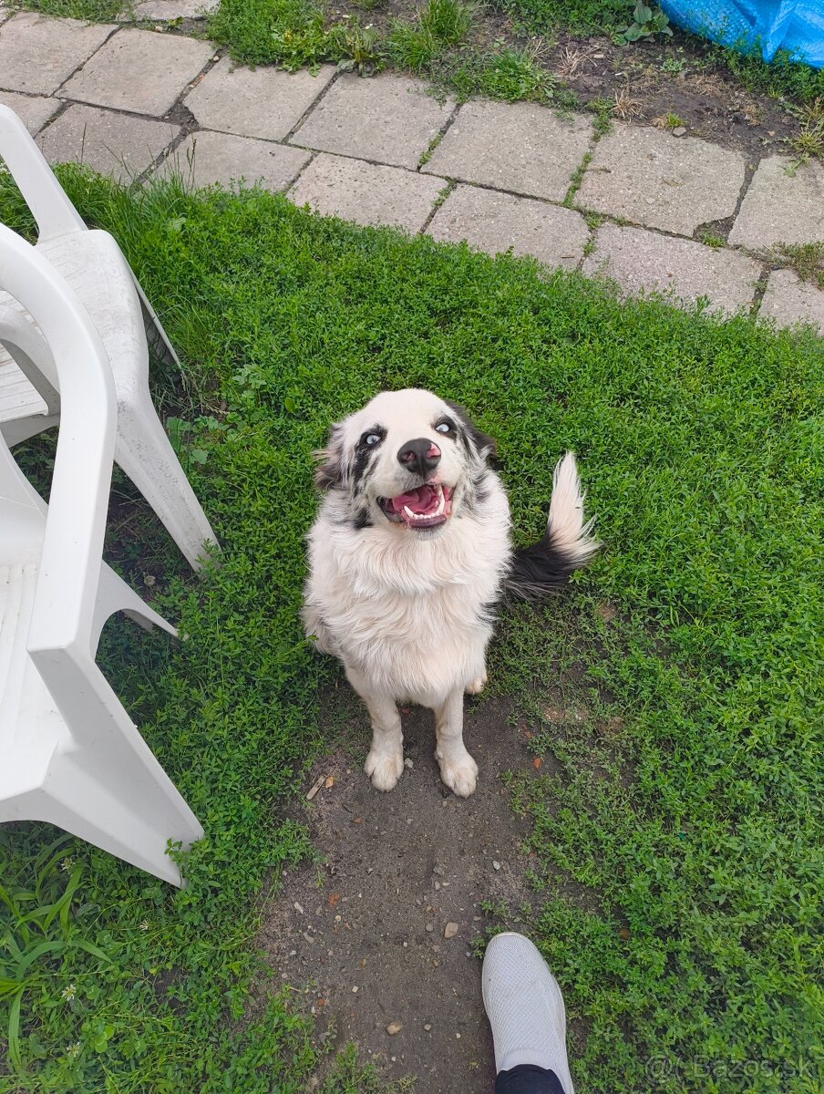 border kolia merle - 6