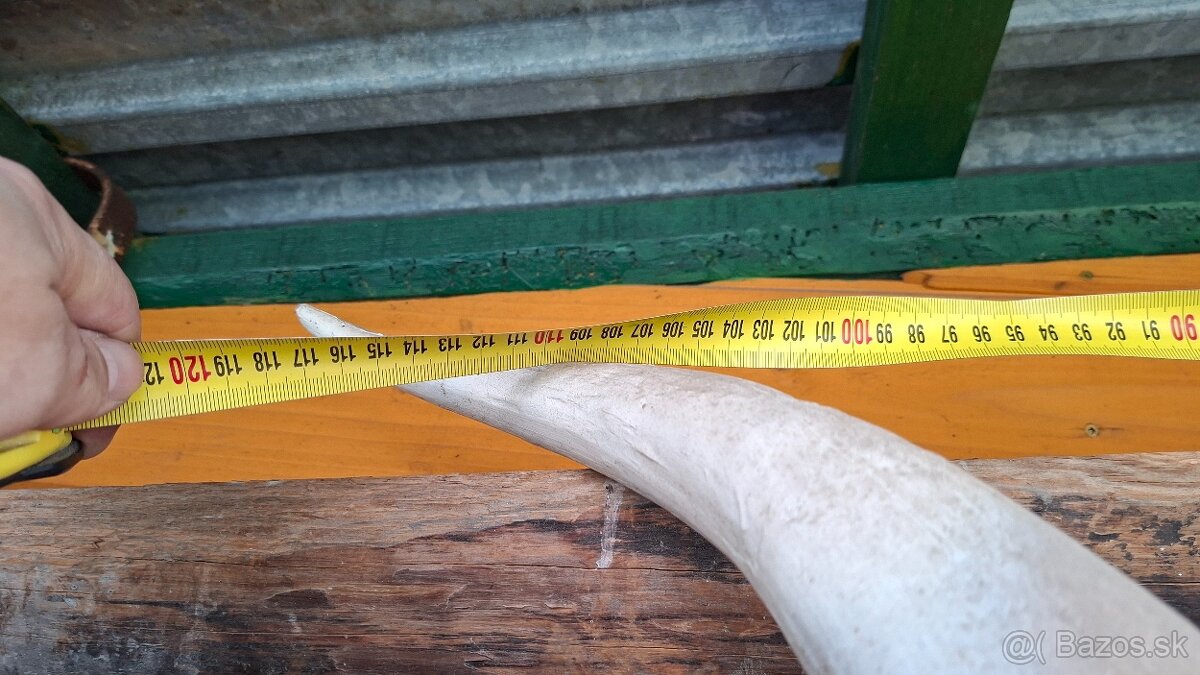 Lebka býka s rohmi dekorácia - 6