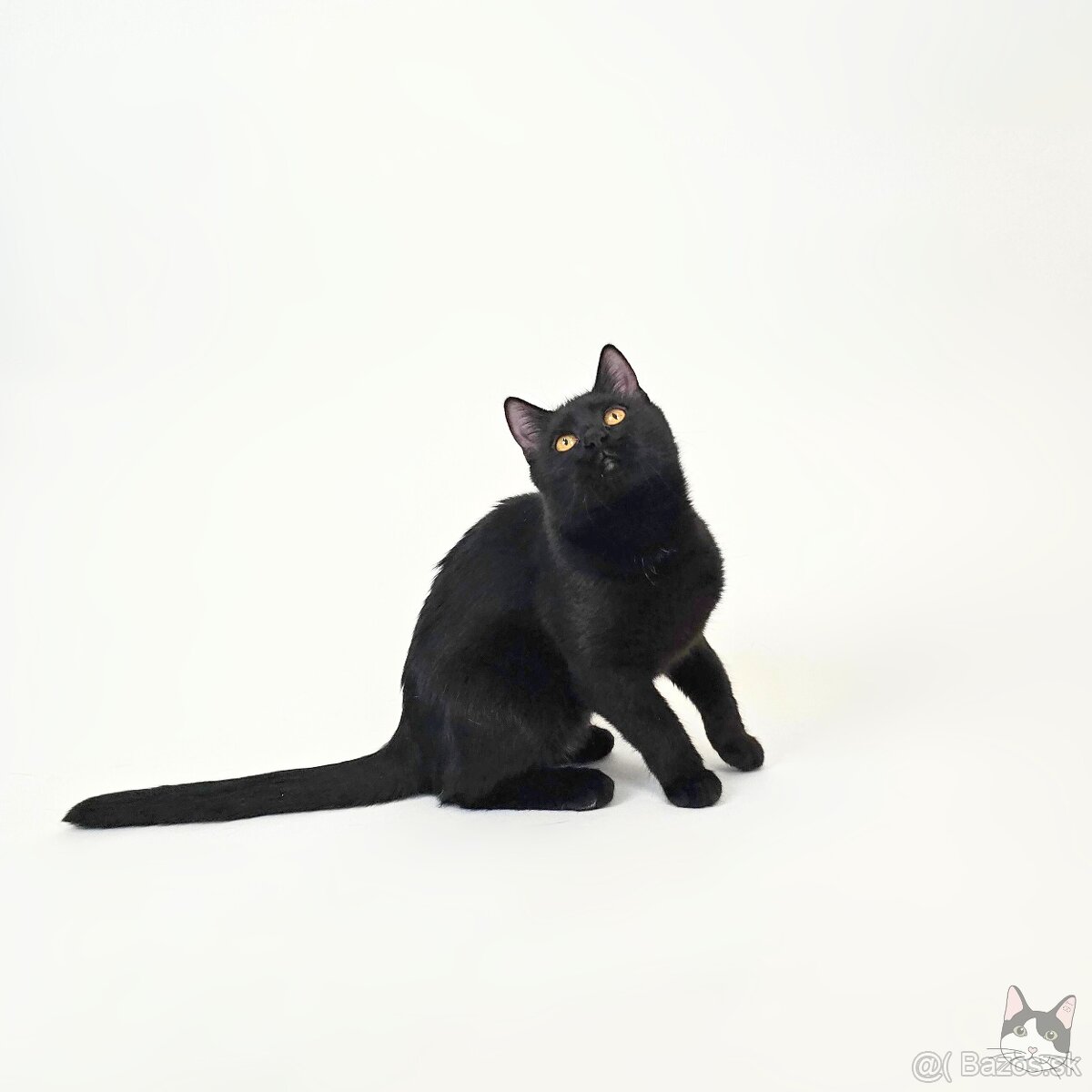 Drobunká POPPY hľadá domov - 6