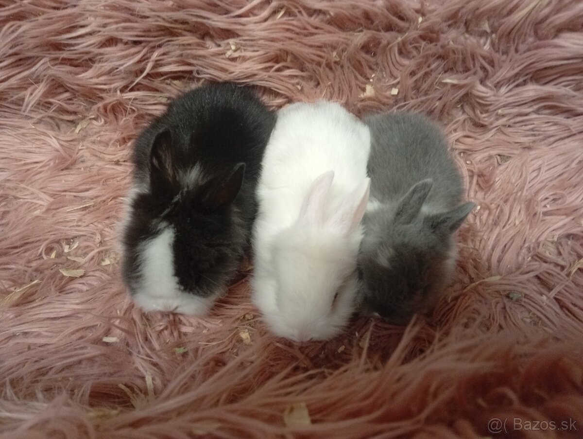 Zakrslí zajkovia - 6
