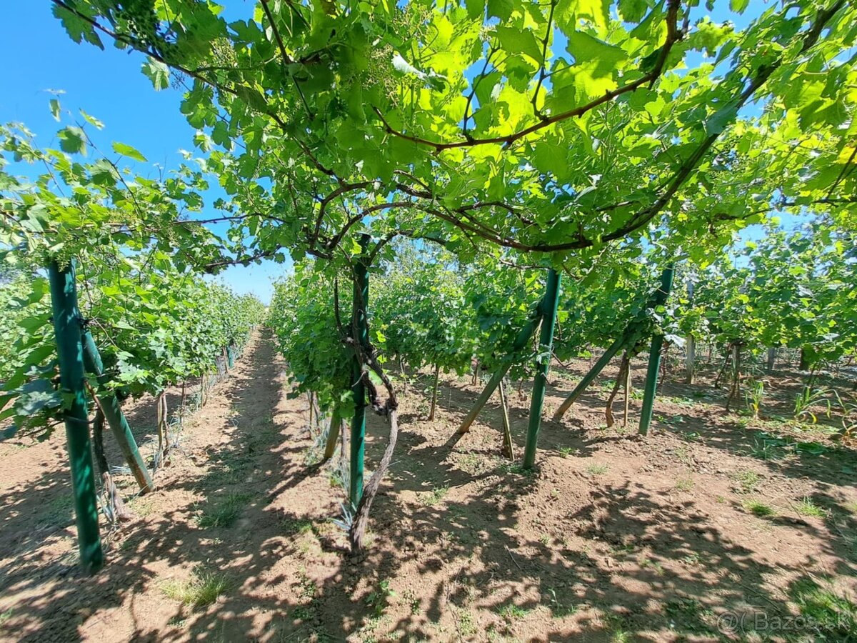 Predáme vinicu s chatkou pri Podhájskej - 6