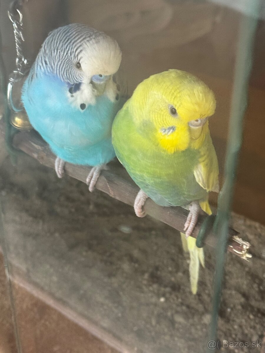 Len do milujucej rodiny Parik samec + samicka 🦜🦜 Andulky - 6