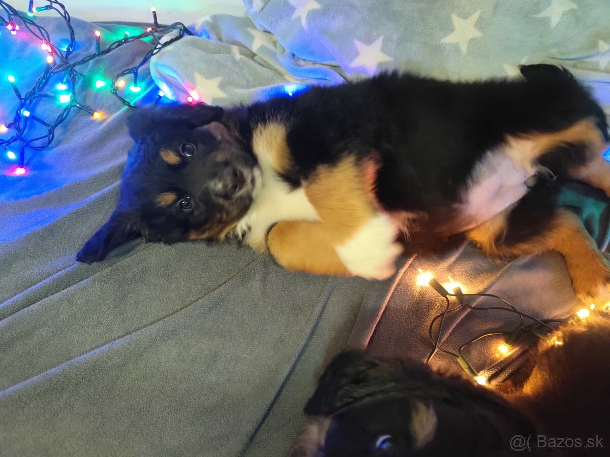 Bernský salašnícky - 6