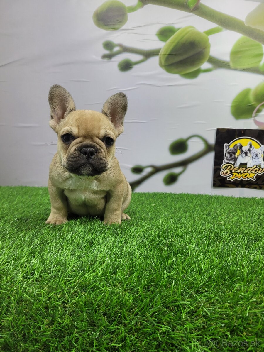 Francúzsky buldoček - 6