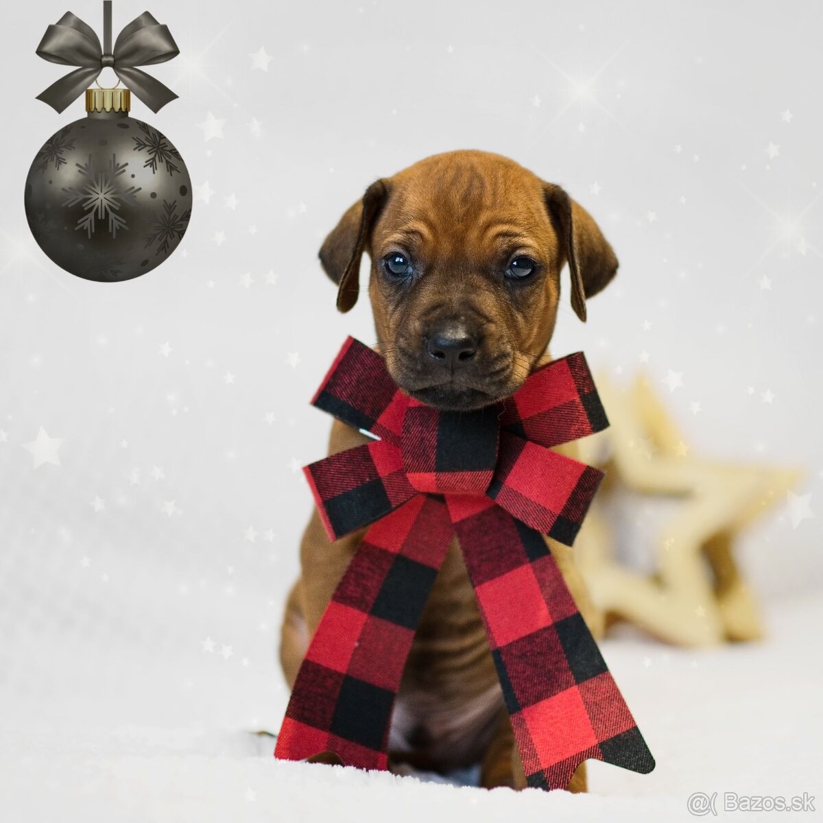 Rhodesian Ridgeback s preukazom pôvodu - 6