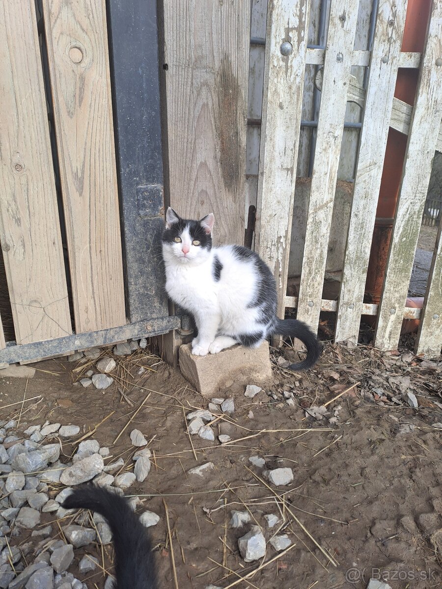 Darujem mačiatka - 6