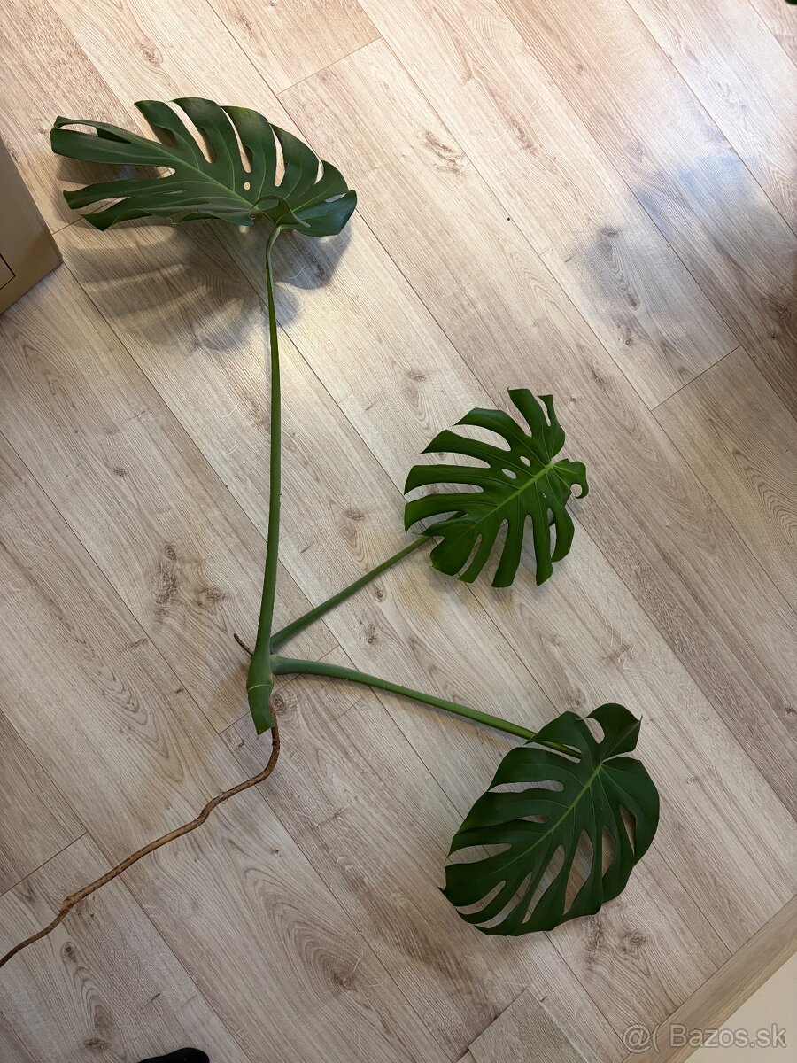 Monstera - 6