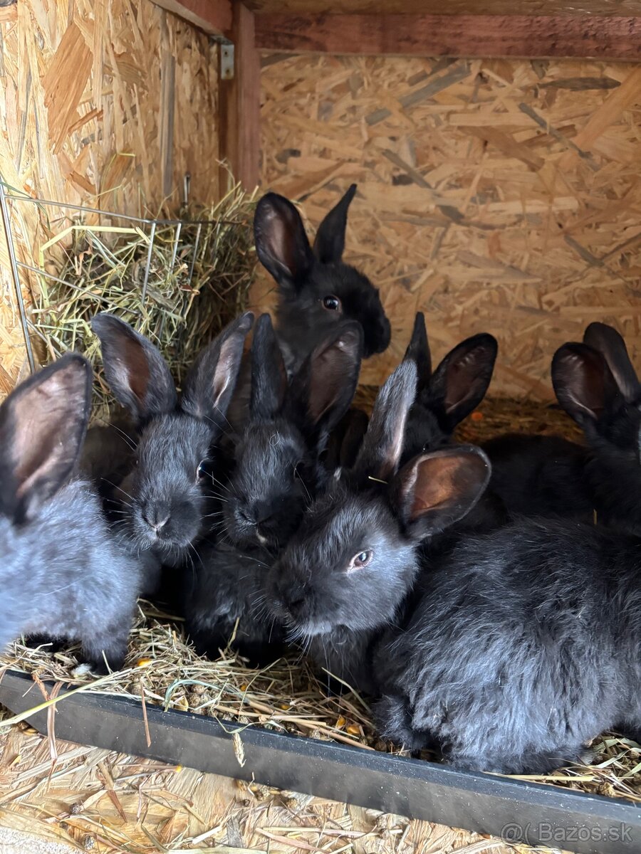 Králik - 6