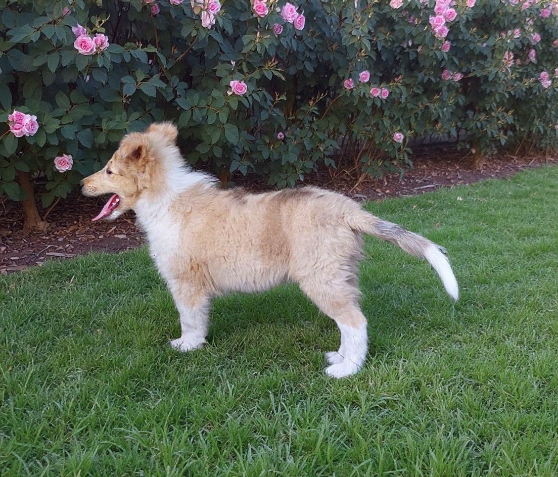 Kólia dlhosrstá s PP - 6