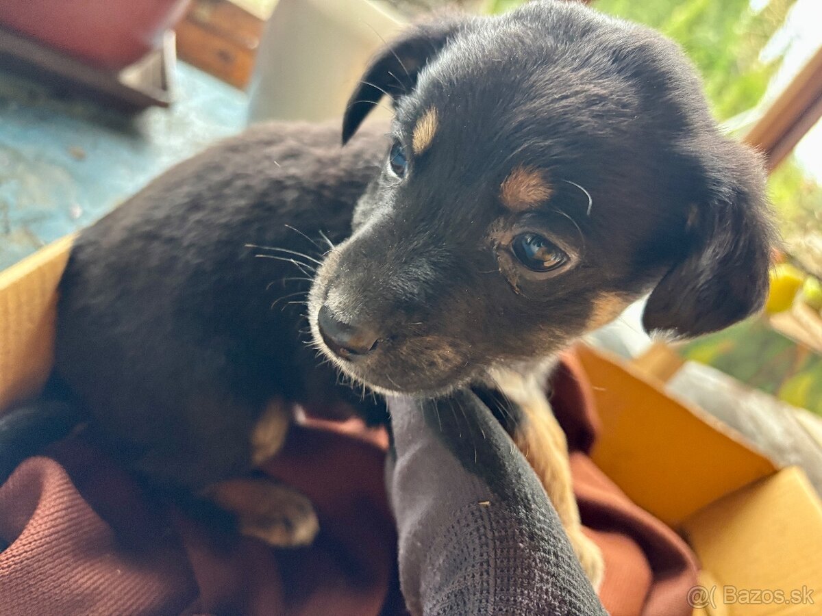 Darujem Šteniatka - 6