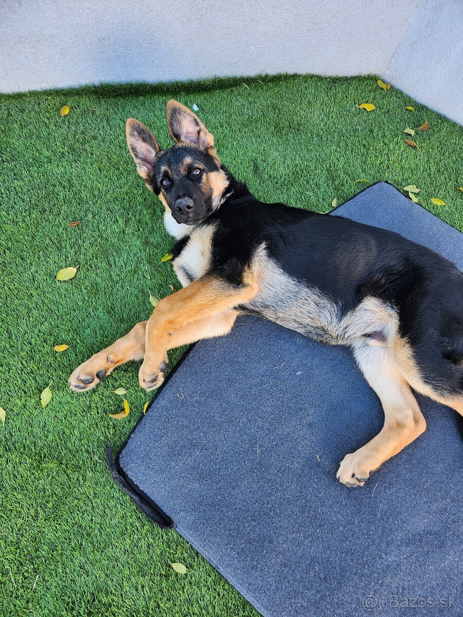 Nemecký Ovčiak - 6