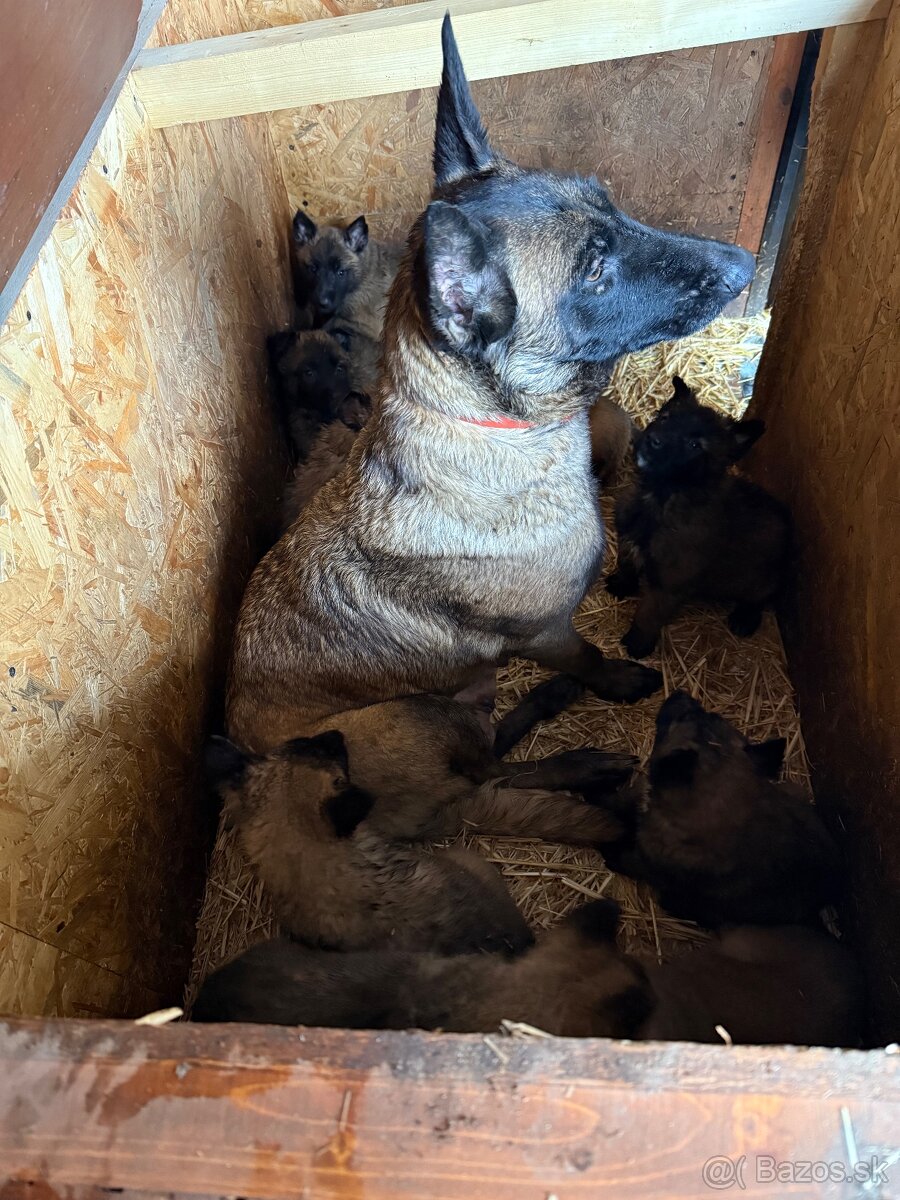 Belgický ovčiak bez PP - 6