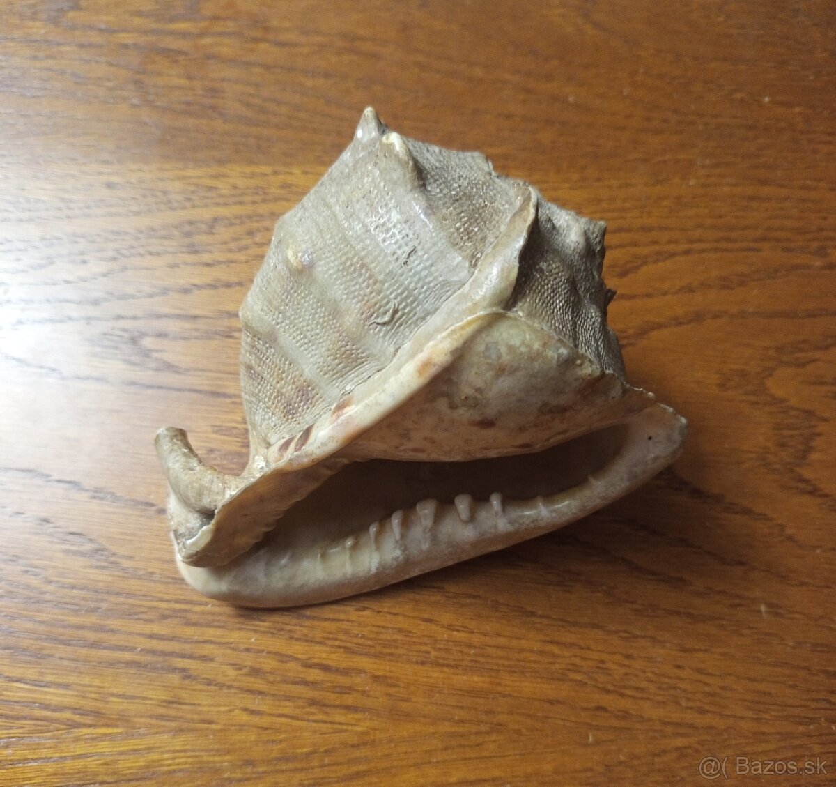 morská mušľa Prilbovka (Cassis) - 6