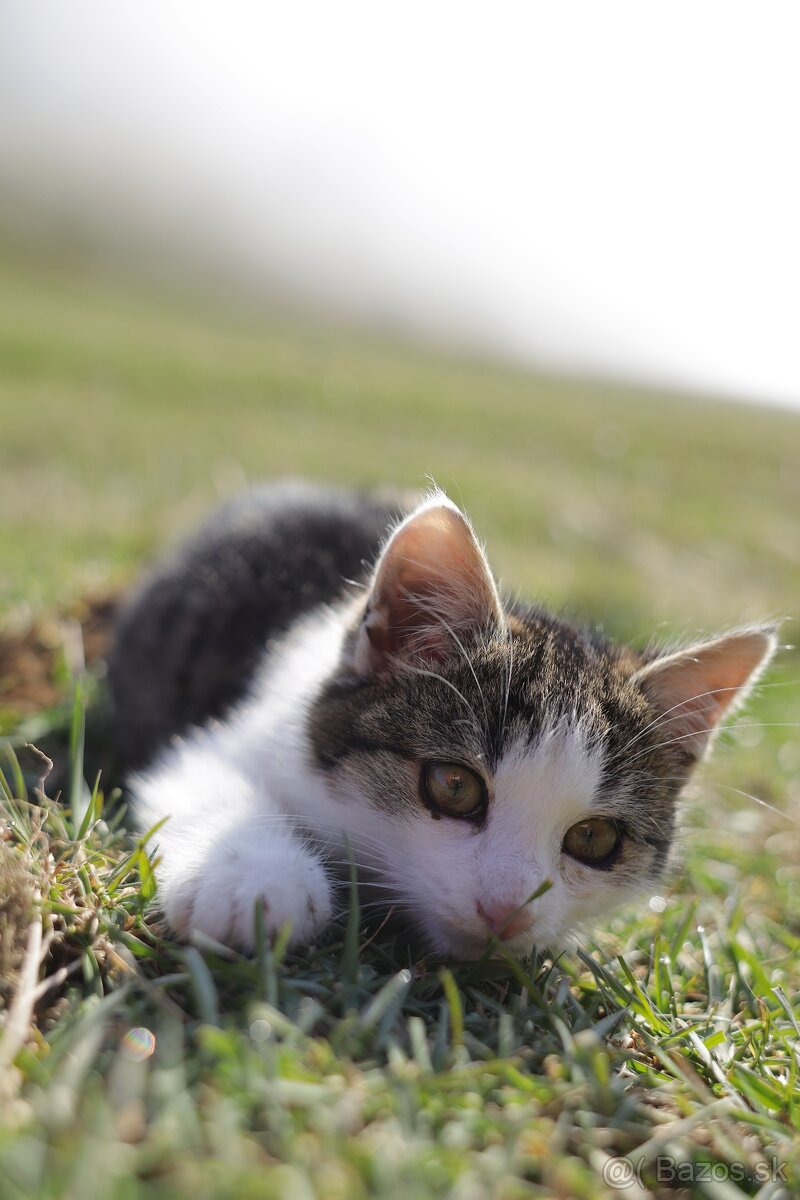 Canon EF 28mm f/1.8 USM - 6