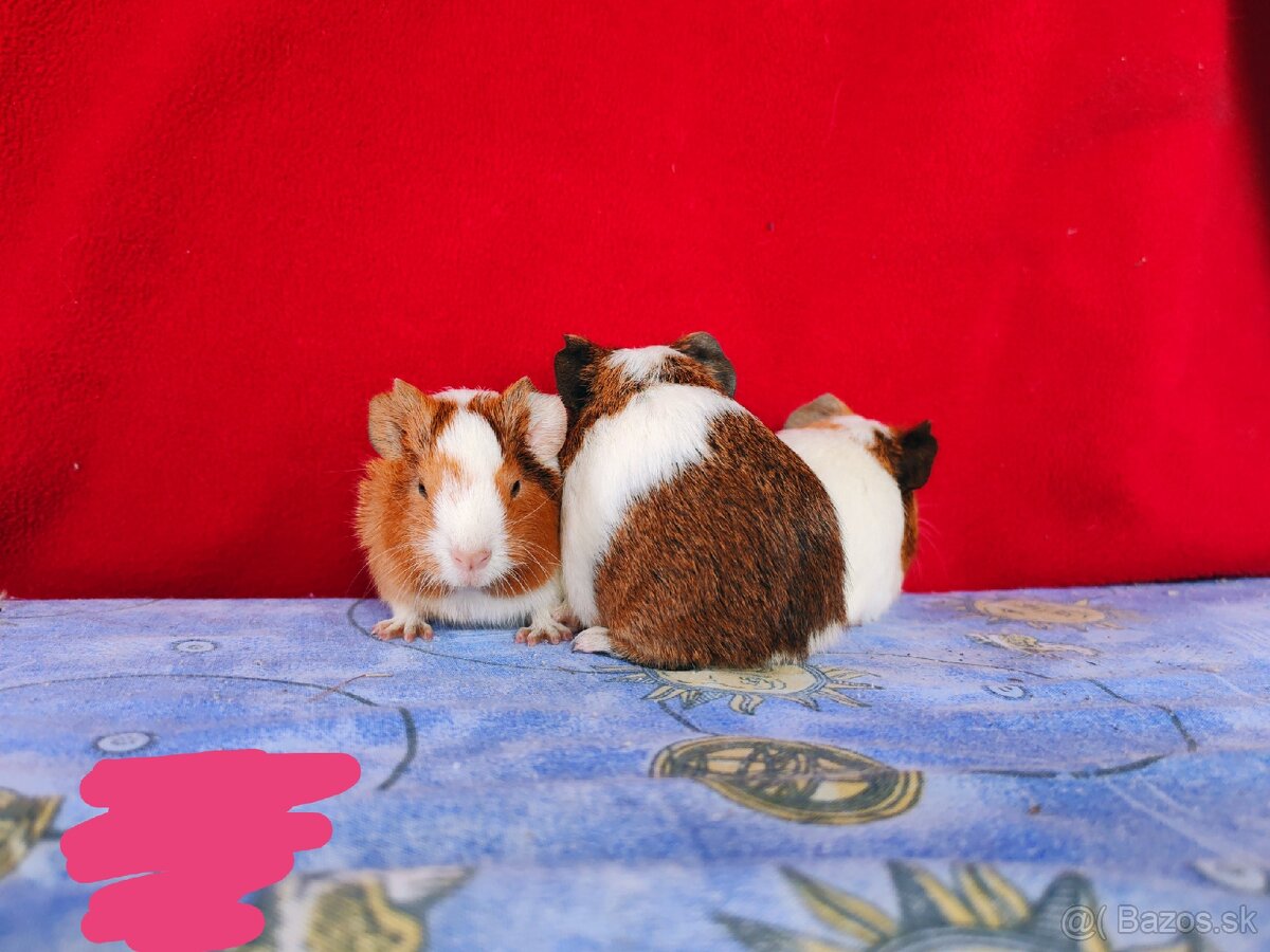 Morské prasiatka, morča, morčatá 🐹 - 6