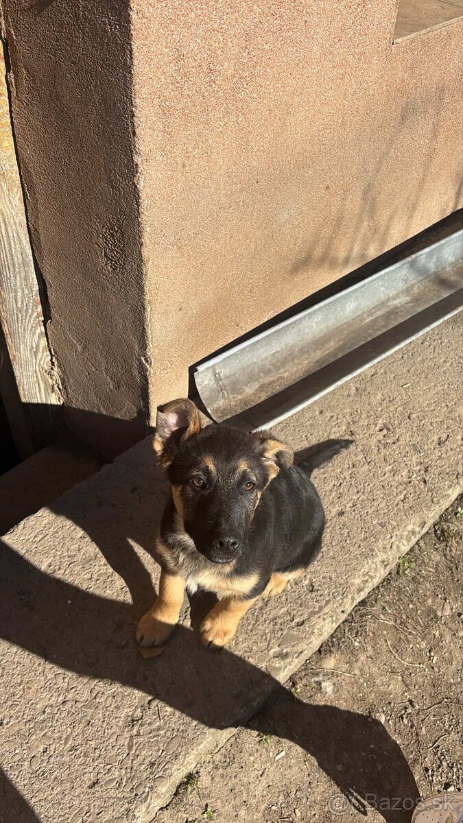 Nemecky ovčiak kríženec - 6