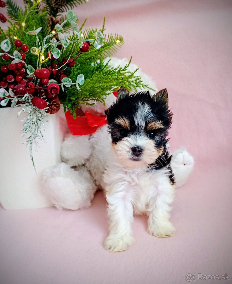 Yorkshir teriér biewer mini fenočka - 6