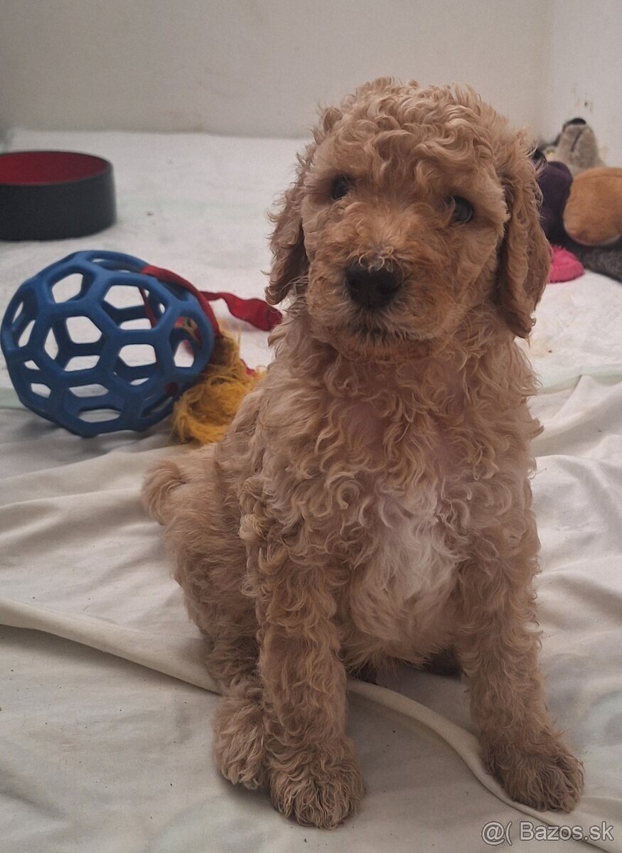 Pudel Kralovsky Velký Krytie - 6