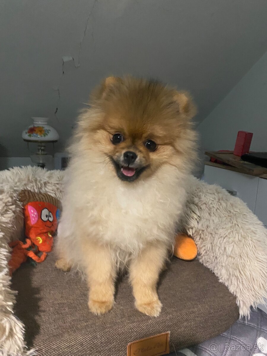 Pomeranian Fci s PP - 6