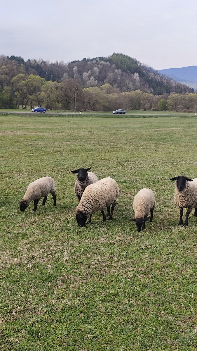 Predám 2 jahnicky - 6