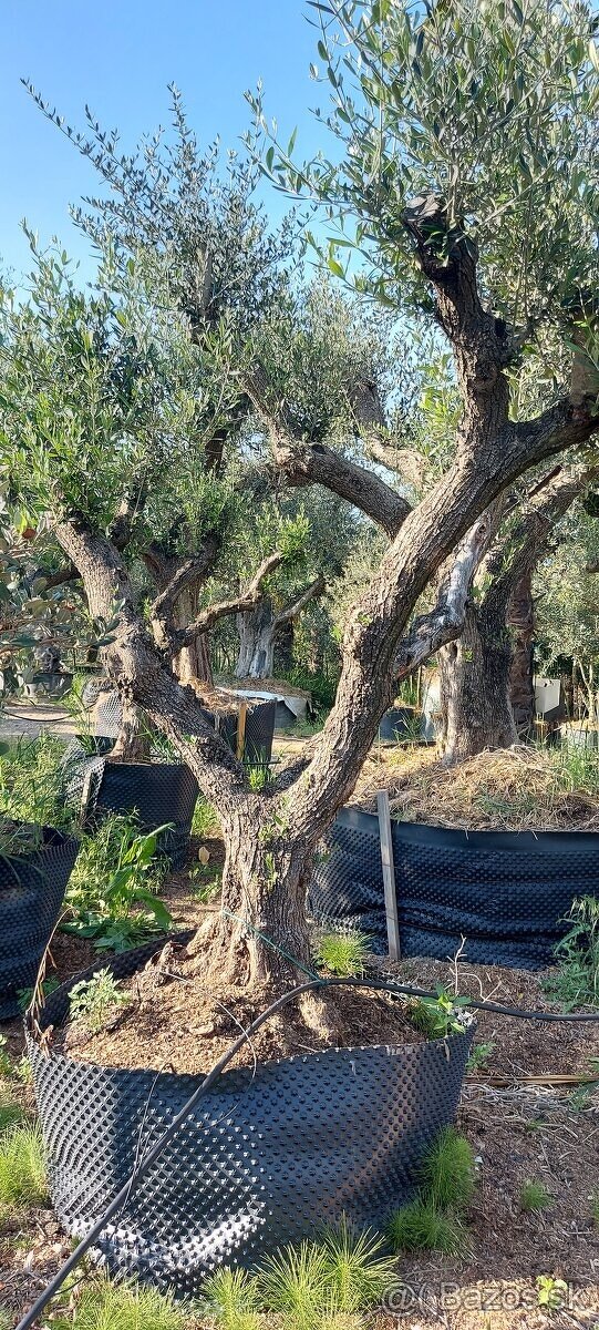 Palmy, cykasy,olivovníky - 6