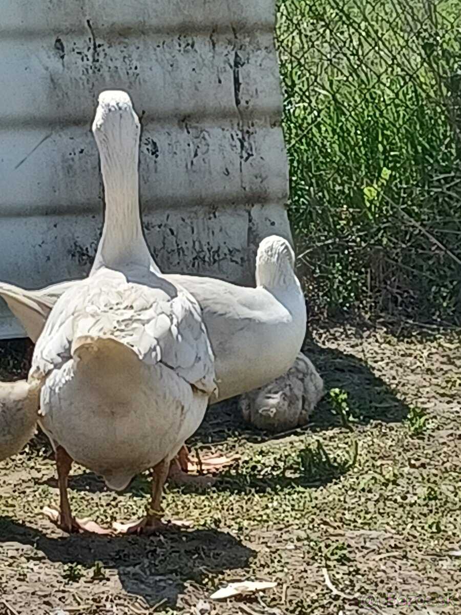 Husí slovenské biele a Chomogor - 6