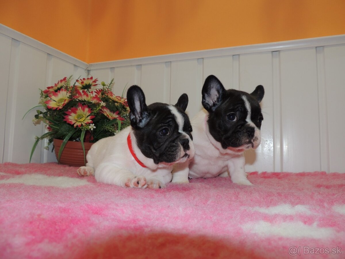 Francúzsky buldoček s PP.FCI. - 6