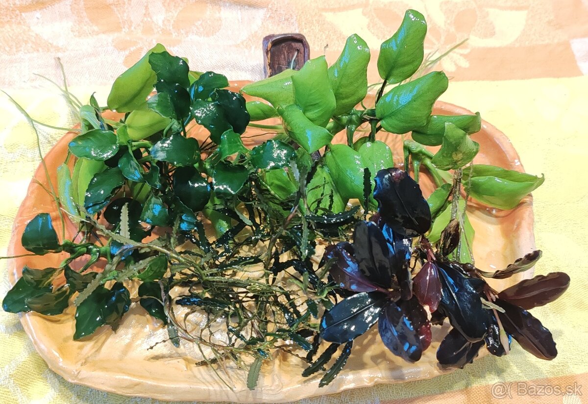 Akvarijné rastliny - 6