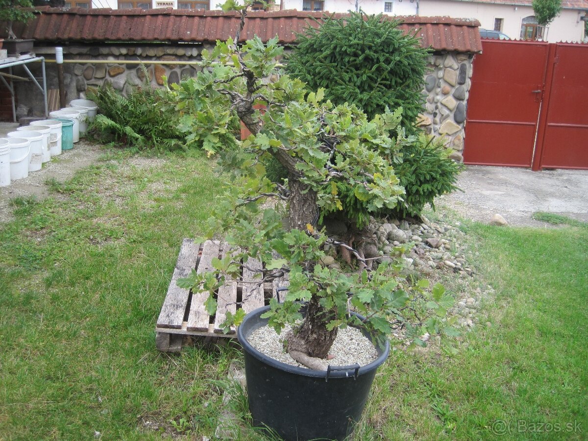 bonsai,bonsaj-DUB 6 - 6