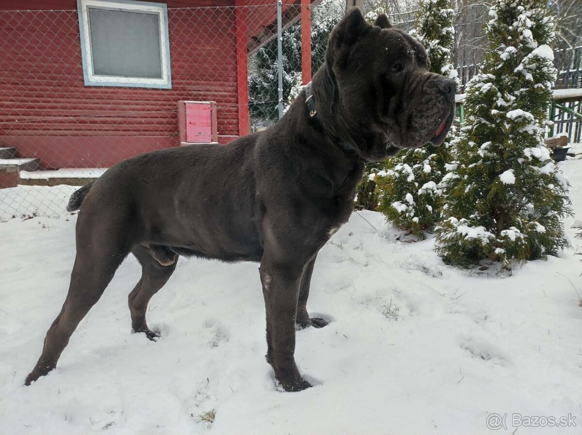 Cane Corso - 6