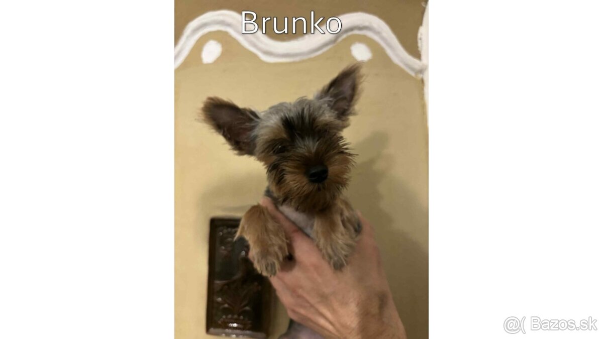 Baricsfarma ponúka na predaj yorkshirských teriérov - 6