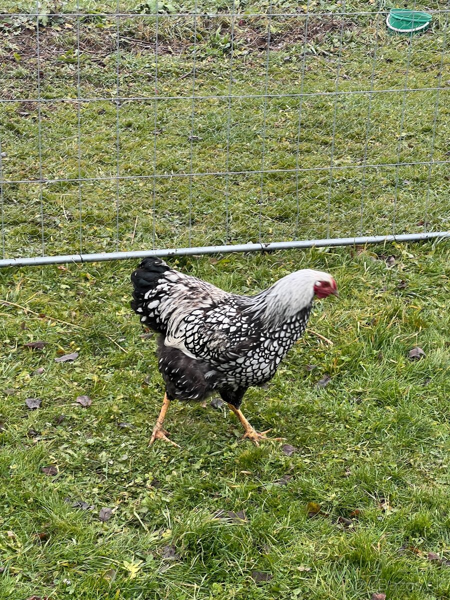 Predám kohútov - 6