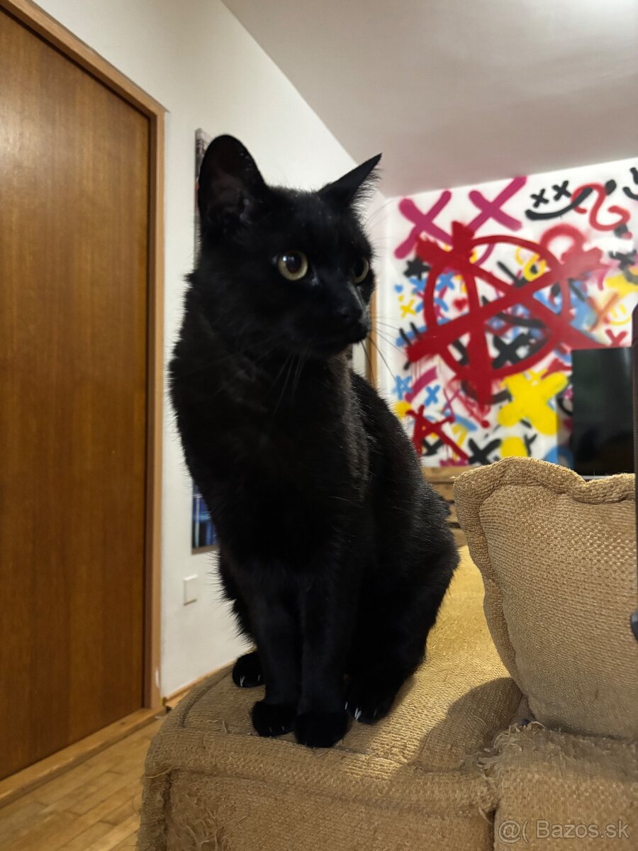 Úžasná Ditta hľadá domov - 6