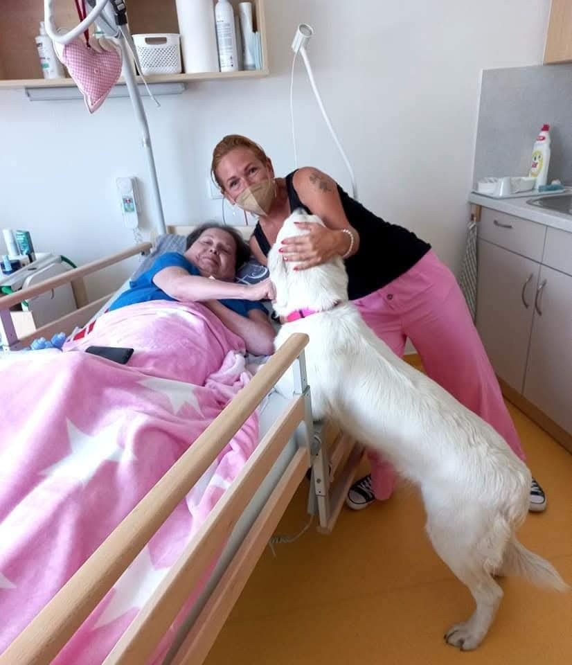 GOLDEN RETRIEVER - k rezervaci - 6