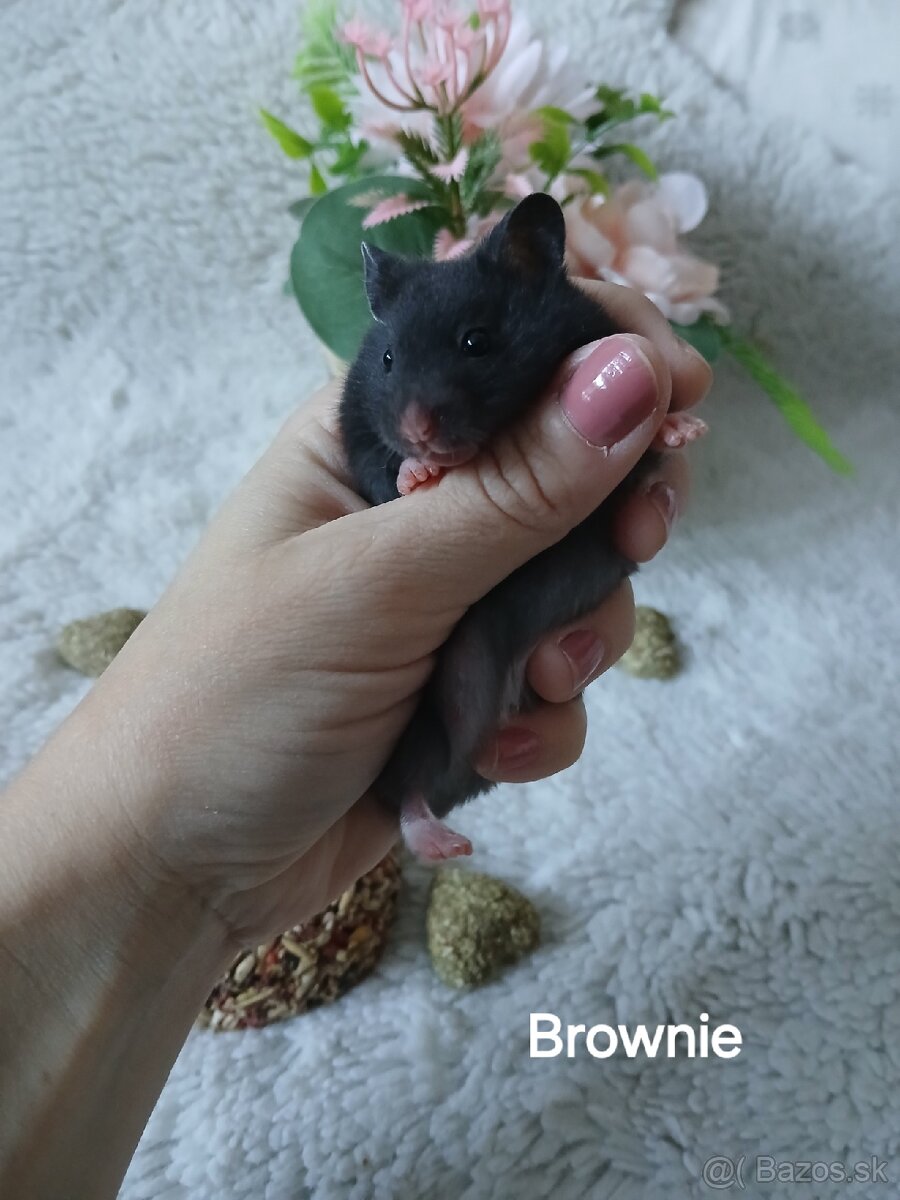 Darujeme nádherné mláďatá sýrskych škrečkov - 6