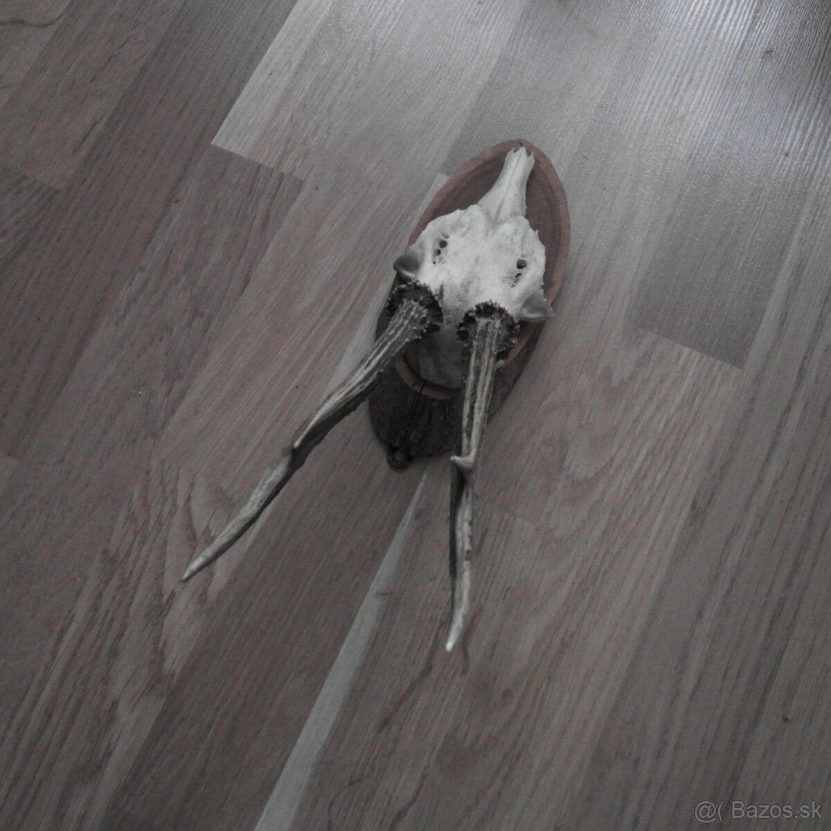 Parožie trofej jeleň lebka - 6