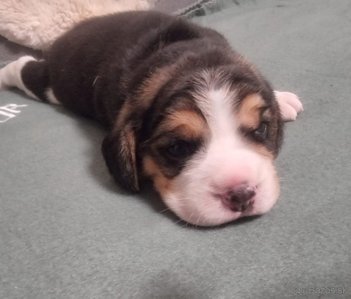 Šteniatka bígel, beagle - 6