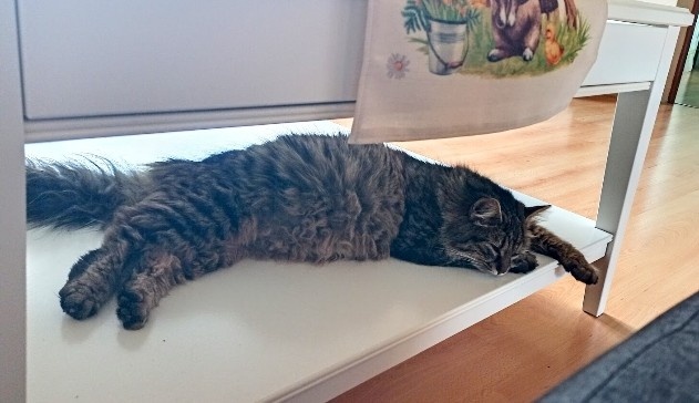 Mainská myvália - 6