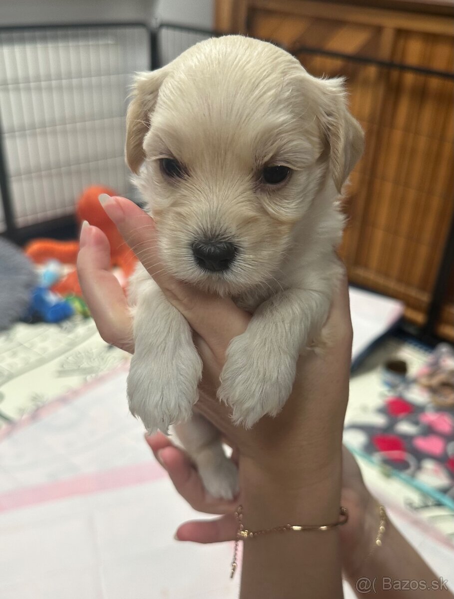Havanský psík - 6