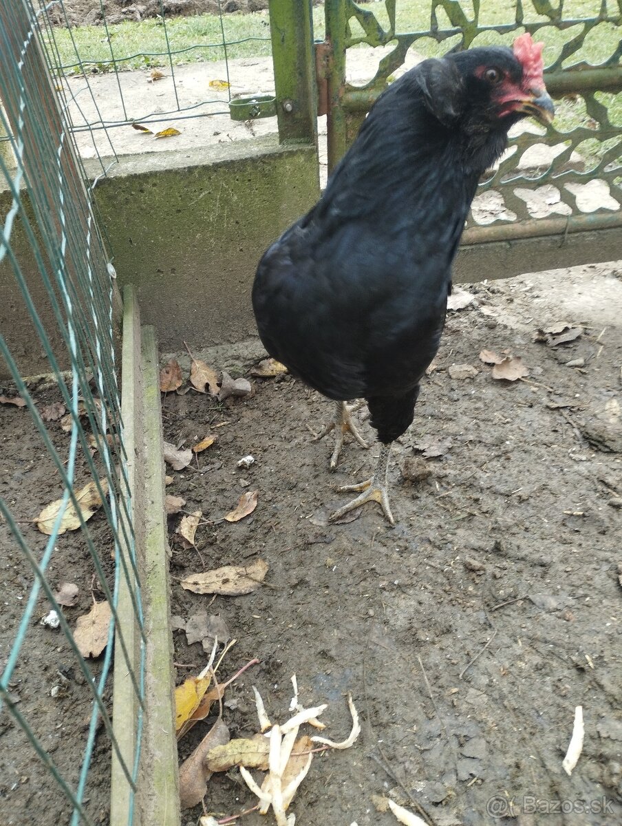 Araucana araukana - 6