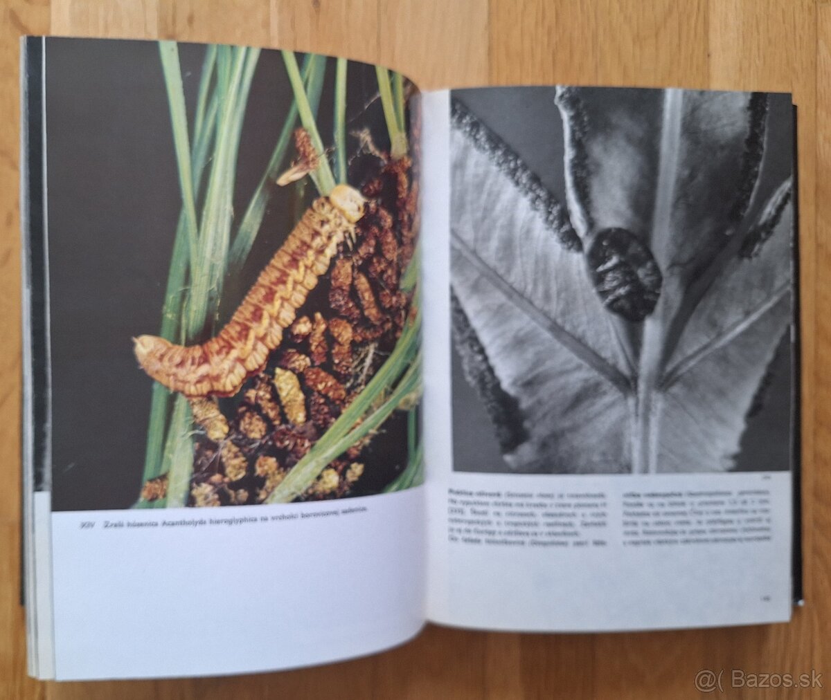 Velky obrazovy atlas hmyzu - 6