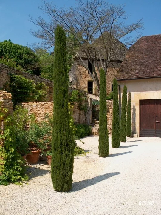 Predám stĺpovité cyprušteky – Cyprus Totem - 6