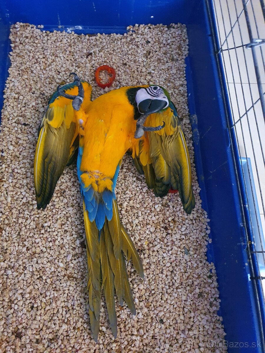 Predám Ara ararauna - 6