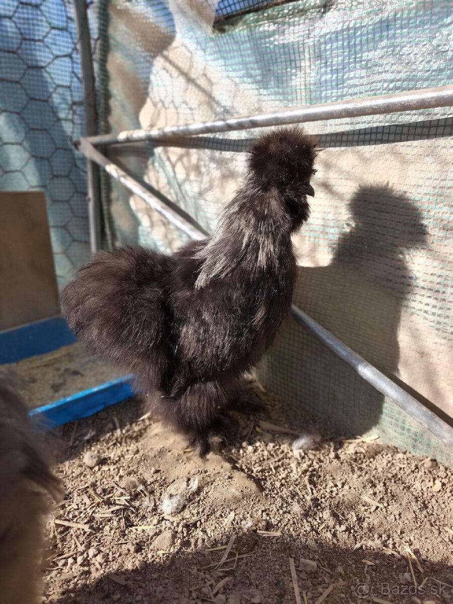 🐓Kohút Hodvabničky USA 🐓 - 6